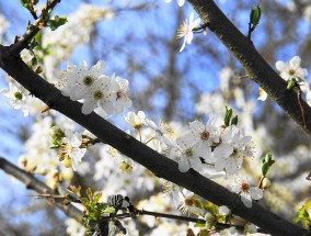 东关花卉批发市场，油画花卉新手的天堂东关花卉市场